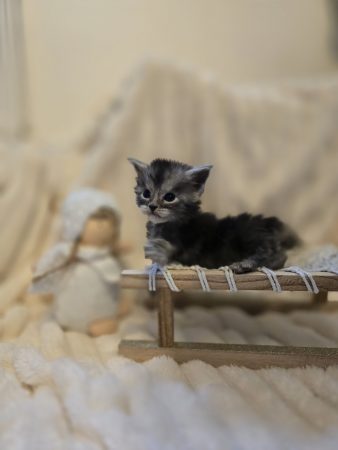 Image de la portée de chaton de l'élévage WYART MELANIE