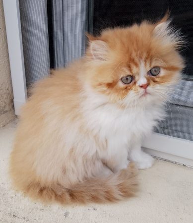 Image de la portée de chaton de l'élévage MES AMOURS DE PERSAN