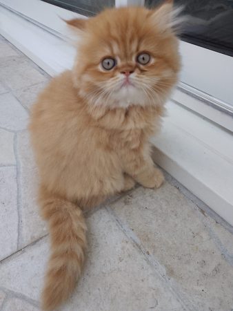 Image de la portée de chaton de l'élévage MES AMOURS DE PERSAN