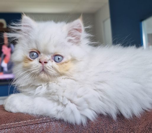 Image de la portée de chaton de l'élévage GRAVE CELINE