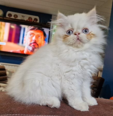 Image de la portée de chaton de l'élévage GRAVE CELINE