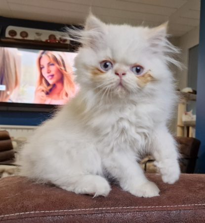 Image de la portée de chaton de l'élévage GRAVE CELINE