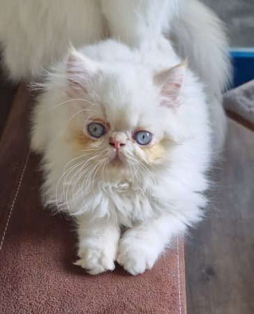 Image de la portée de chaton de l'élévage GRAVE CELINE