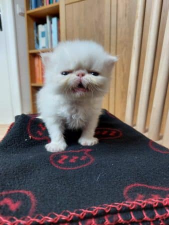 Image de la portée de chaton de l'élévage TEYSSOT STEPHANIE