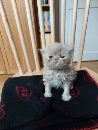 Image de la portée de chaton de l'élévage TEYSSOT STEPHANIE