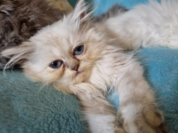 Image de la portée de chaton de l'élévage VIEU LUCILE