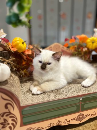 Image de la portée de chaton de l'élévage CHATTERIE DE L ELEGANCY DOLL