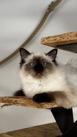 Image de la portée de chaton de l'élévage RAYNAUD CELINE