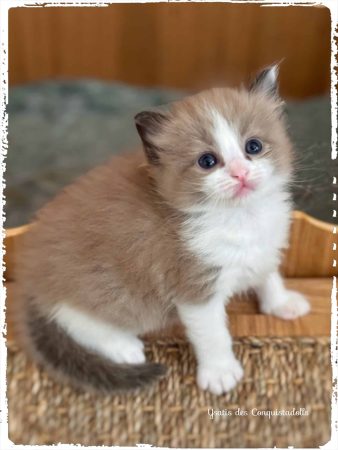 Image de la portée de chaton de l'élévage VOINSON DOROTHEE