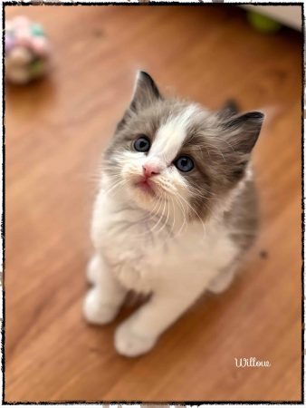 Image de la portée de chaton de l'élévage VOINSON DOROTHEE