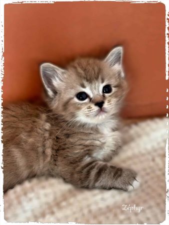 Image de la portée de chaton de l'élévage VOINSON DOROTHEE