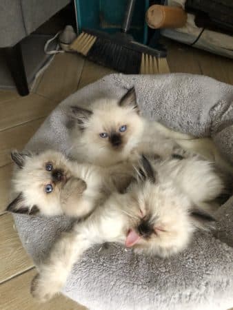 Image de la portée de chaton de l'élévage DES DOLLS DE PANAME