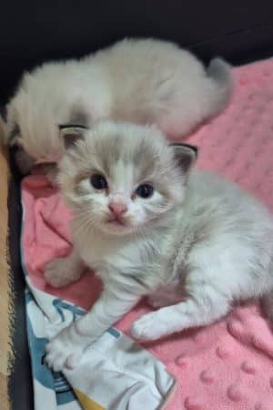 Image de la portée de chaton de l'élévage JULLIAN KAREN