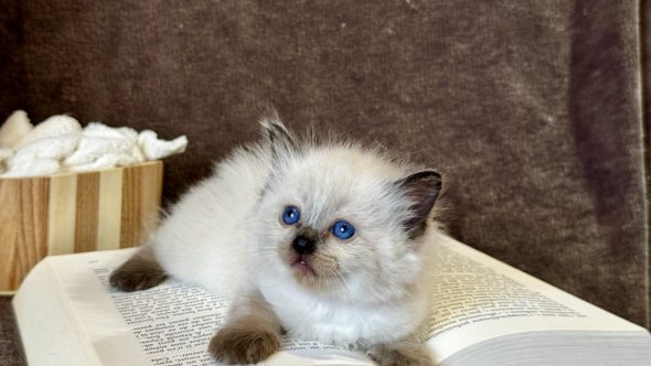 Image de la portée de chaton de l'élévage RAYNAUD CELINE