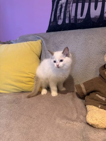 Image de la portée de chaton de l'élévage RAYNAUD CELINE