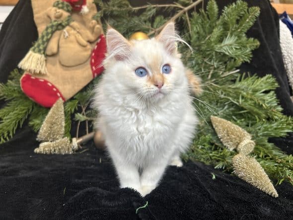 Image de la portée de chaton de l'élévage LA VALLEE DE BOZAN�ON