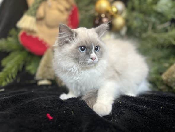 Image de la portée de chaton de l'élévage LA VALLEE DE BOZAN�ON