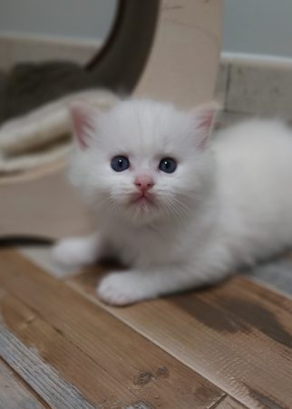 Image de la portée de chaton de l'élévage JULLIAN KAREN