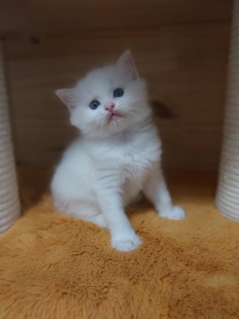 Image de la portée de chaton de l'élévage JULLIAN KAREN