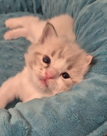 Image de la portée de chaton de l'élévage JULLIAN KAREN