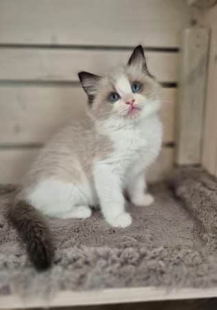 Image de la portée de chaton de l'élévage JULLIAN KAREN