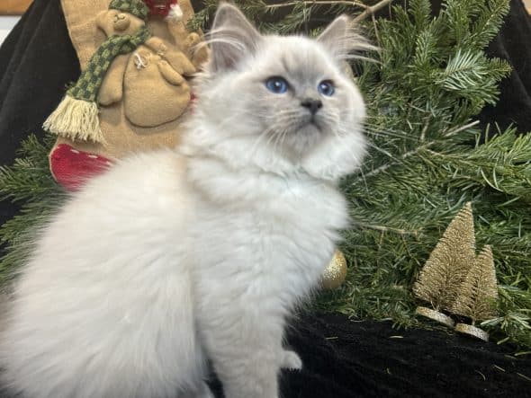 Image de la portée de chaton de l'élévage LA VALLEE DE BOZAN�ON