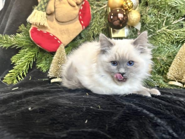 Image de la portée de chaton de l'élévage LA VALLEE DE BOZAN�ON