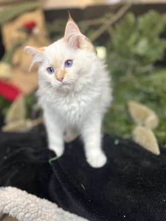 Image de la portée de chaton de l'élévage LA VALLEE DE BOZAN�ON