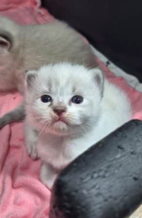 Image de la portée de chaton de l'élévage JULLIAN KAREN