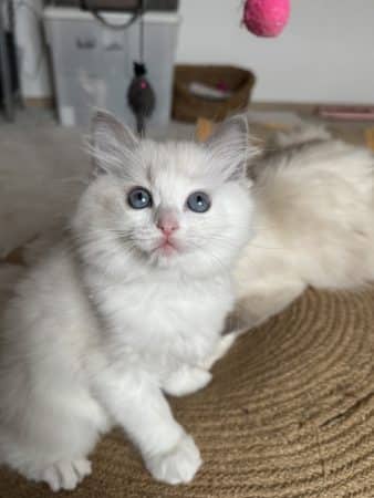 Image de la portée de chaton de l'élévage CHATTERIE BOUQUET DE BONHEUR