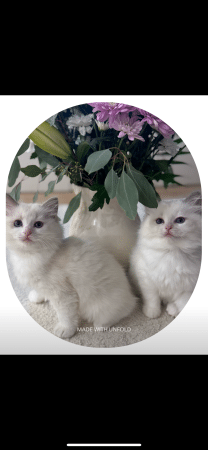 Image de la portée de chaton de l'élévage CHATTERIE BOUQUET DE BONHEUR