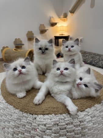 Image de la portée de chaton de l'élévage CHATTERIE BOUQUET DE BONHEUR