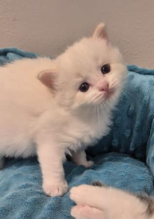 Image de la portée de chaton de l'élévage JULLIAN KAREN