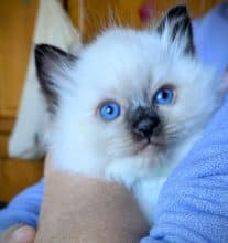 Chatons de race Ragdoll à vendre chez l'éleveur CHATTERIE LE DOMAINE DES LICORNES SEAL