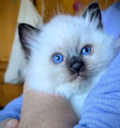 Image de la portée de chaton de l'élévage CHATTERIE LE DOMAINE DES LICORNES SEAL