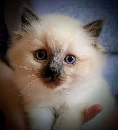 Image de la portée de chaton de l'élévage CHATTERIE LE DOMAINE DES LICORNES SEAL