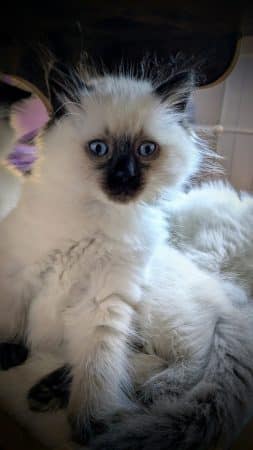 Image de la portée de chaton de l'élévage CHATTERIE LE DOMAINE DES LICORNES SEAL