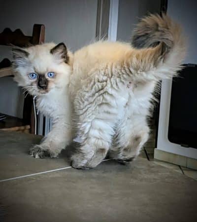 Image de la portée de chaton de l'élévage CHATTERIE LE DOMAINE DES LICORNES SEAL