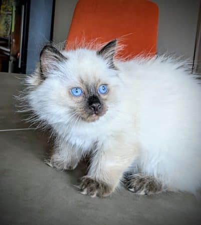 Image de la portée de chaton de l'élévage CHATTERIE LE DOMAINE DES LICORNES SEAL