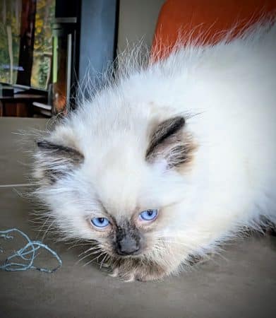 Image de la portée de chaton de l'élévage CHATTERIE LE DOMAINE DES LICORNES SEAL