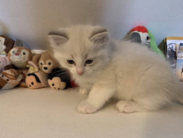 Image de la portée de chaton de l'élévage DE BTW SWEET HOME