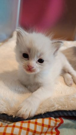 Image de la portée de chaton de l'élévage DE BTW SWEET HOME