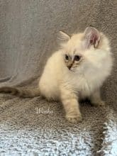 Chatons de race Ragdoll à vendre chez l'éleveur DES RAG S ADVENTURE