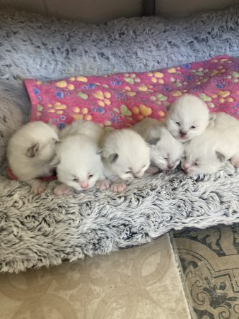 Image de la portée de chaton de l'élévage PIEPLU ROLANDE