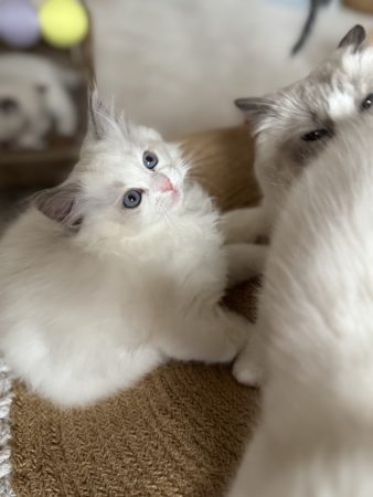 Image de la portée de chaton de l'élévage CHATTERIE BOUQUET DE BONHEUR