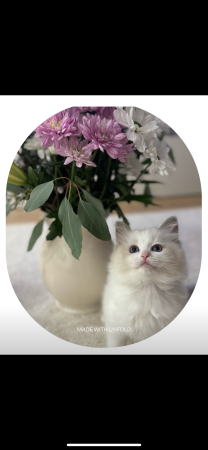 Image de la portée de chaton de l'élévage CHATTERIE BOUQUET DE BONHEUR