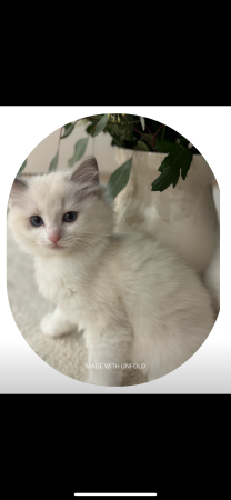 Image de la portée de chaton de l'élévage CHATTERIE BOUQUET DE BONHEUR