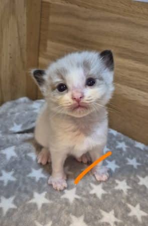 Image de la portée de chaton de l'élévage JULLIAN KAREN