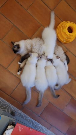 Image de la portée de chaton de l'élévage CHATTERIE DES DOLLS D’AZUR