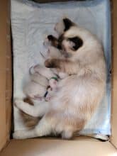 Chatons de race Ragdoll à vendre chez l'éleveur DE LA BLANCHE IROISE